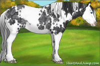 Horse Color:White Spotted Black Ice Splash Rabicano 