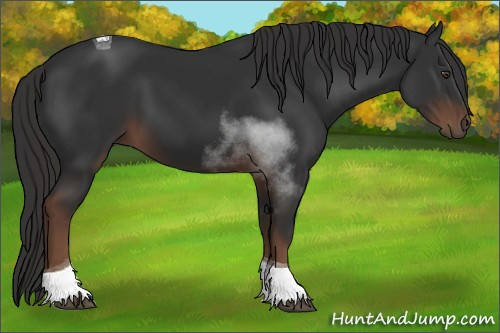 Horse Color:Liver Chestnut Tobiano 