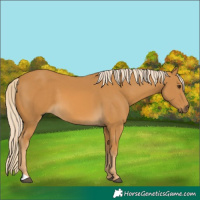 Horse Color:Palomino 