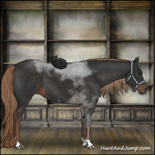 Horse Color:Liver Chestnut Tobiano