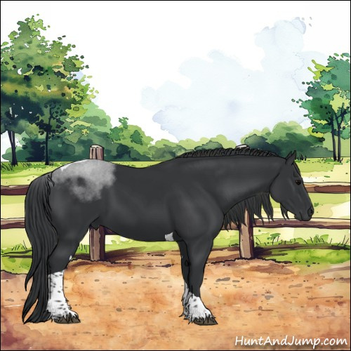 Horse Color:Black Tobiano