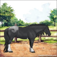 Horse Color:Black Tobiano 