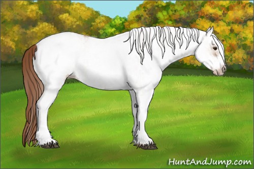 Horse Color:White Spotted Red Dun Rabicano  and White Spotted Red Dun Frame Rabicano 
