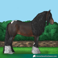 Horse Color:Brown Tobiano 