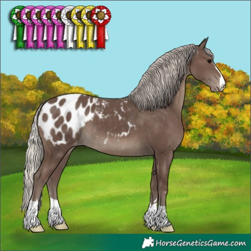 Horse Color:Silver Black Appaloosa 