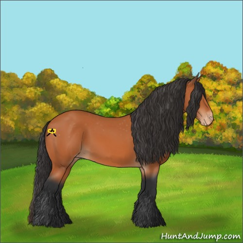 Horse Color:Bay Appaloosa 