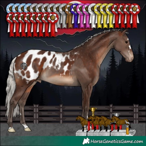 Horse Color:Silver Black Appaloosa  and Silver Brown Appaloosa 