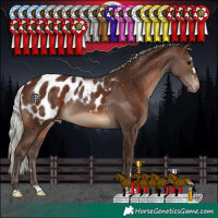Horse Color:Silver Black Appaloosa  and Silver Brown Appaloosa 
