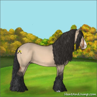 Horse Color:Bay Dun Splash 