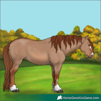 Horse Color:Red Dun 