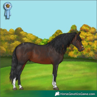 Horse Color:Brown Tobiano