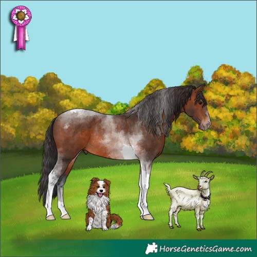 Horse Color:Brown Tobiano Rabicano