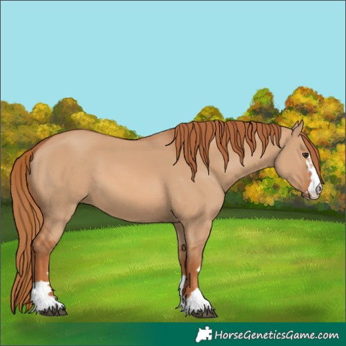 Horse Color:Red Dun 