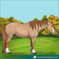 Horse Color:Red Dun 
