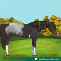 Horse Color:Liver Chestnut Tobiano 