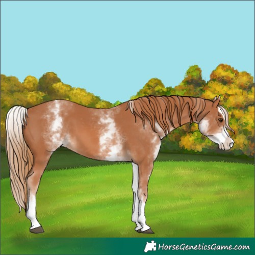 Horse Color:White Spotted Chestnut Splash