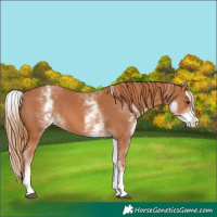 Horse Color:White Spotted Chestnut Splash 