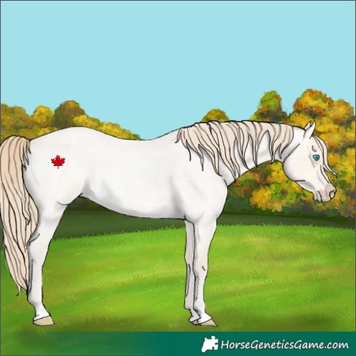 Horse Color:Perlino Roan Dun 