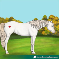 Horse Color:Perlino Roan Dun 