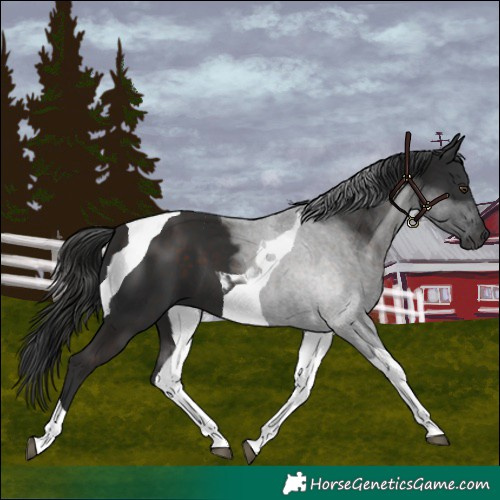 Horse Color:Liver Chestnut Tobiano 