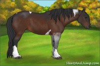 Horse Color:Brown Tobiano