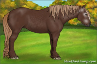 Horse Color:Gray Chestnut 