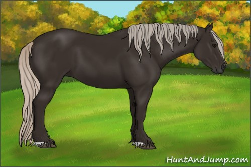 Horse Color:Gray Silver Black 