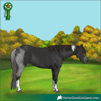 Horse Color:Liver Chestnut Tobiano 