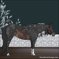 Horse Color:Brown Tobiano Appaloosa 