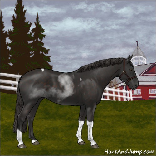Horse Color:Liver Chestnut Tobiano 