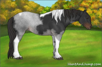 Horse Color:Liver Chestnut Tobiano Rabicano