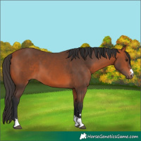 Horse Color:Bay 