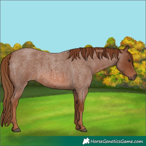 Horse Color:Red Roan 