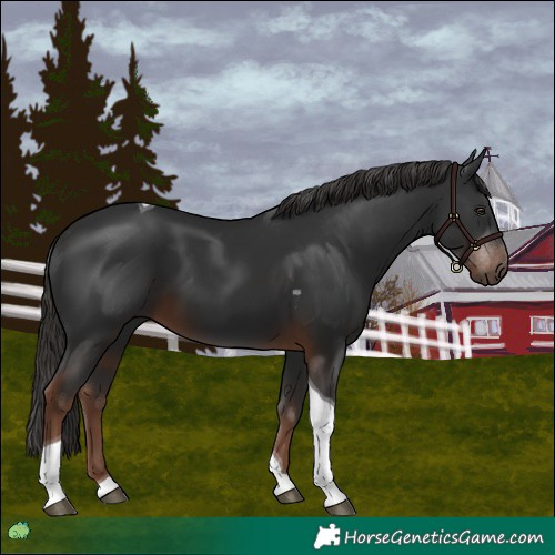 Horse Color:Liver Chestnut Tobiano 