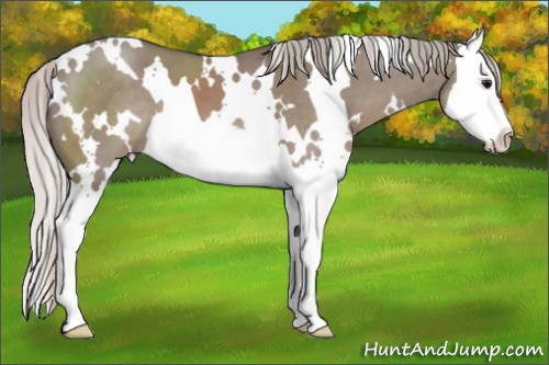 Horse Color:White Spotted Silver Grullo Splash 