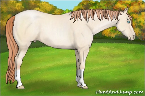 Horse Color:Classic Cream Champagne Pearl 