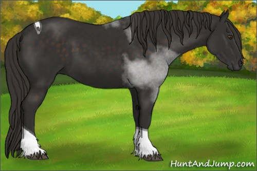 Horse Color:Liver Chestnut Tobiano 