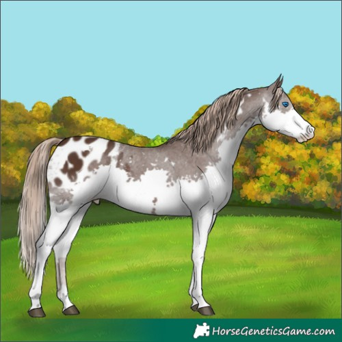 Horse Color:White Spotted Liver Chestnut Splash Tobiano Appaloosa 