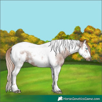Horse Color:Red Roan Splash Tobiano Frame 