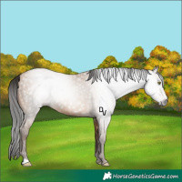 Horse Color:Gray Amber Champagne Rabicano 