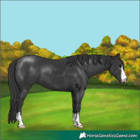 Horse Color:Black 