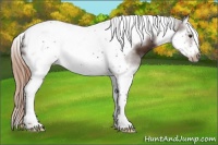 Horse Color:Liver Chestnut Splash Tobiano Frame 