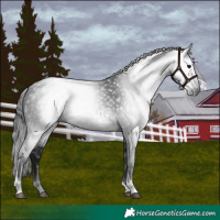 Horse Color:Gray Black Tobiano 