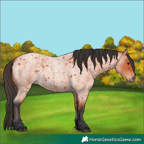 Horse Color:Bay Roan 