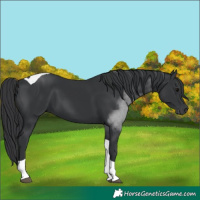 Horse Color:Black Tobiano 