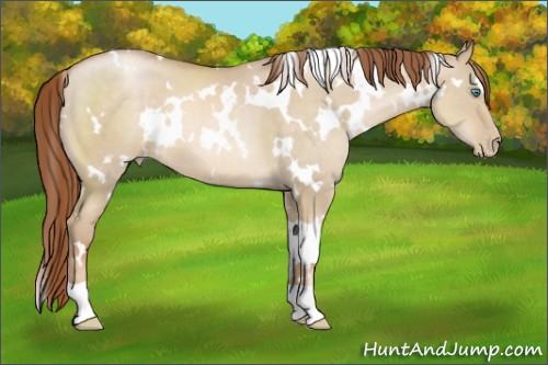 Horse Color:White Spotted Smoky Grullo Pearl