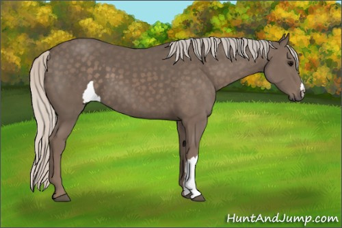 Horse Color:Unknown 