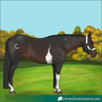 Horse Color:Brown Tobiano