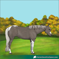 Horse Color:Silver Black Tobiano 