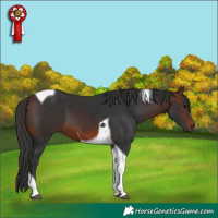 Horse Color:Brown Tobiano 